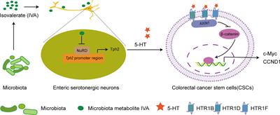 Crosstalk between enteric serotonergic neurons and colorectal cancer stem cells to initiate colorectal tumorigenesis